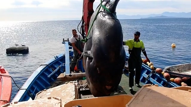 Massive sunfish rescued from fishnet off Spanish coast