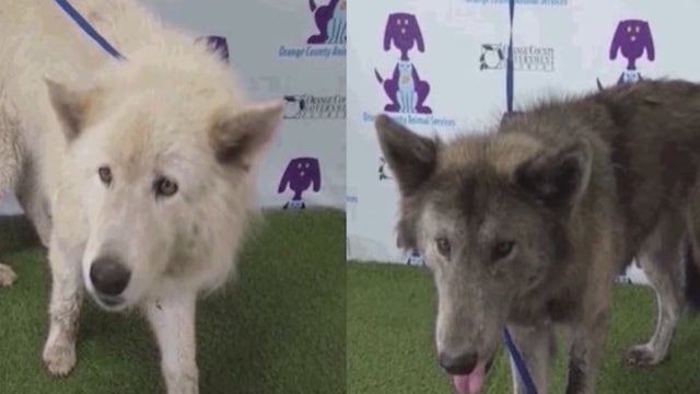 Dogs involved in fatal mauling of smaller dog will not be deemed dangerous, authorities say