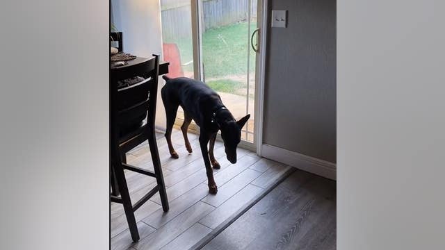'Did you knock her down?': A guilty Doberman lets slip who knocked over the house plant