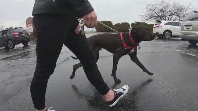 California to allow more canine blood banks, walk-in donors