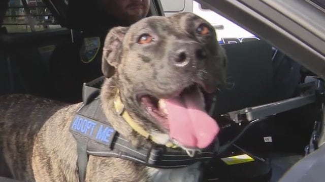 'K-9 For a Day' program: Police help shelter dogs find forever homes