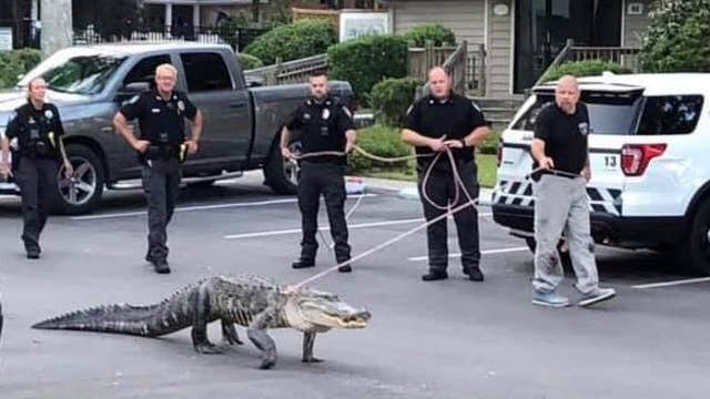 Viral photo shows police walking 9-foot alligator on leash: Here's why