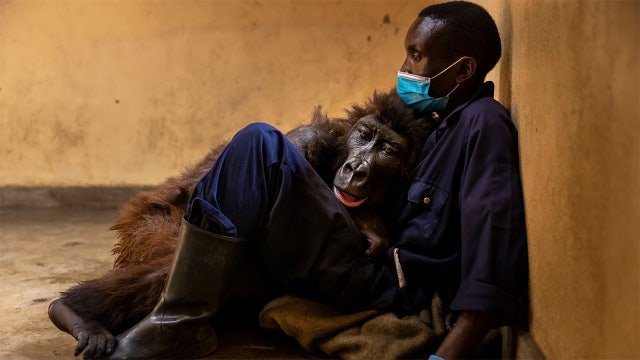 Gorilla dies in arms of person who rescued her 14 years earlier