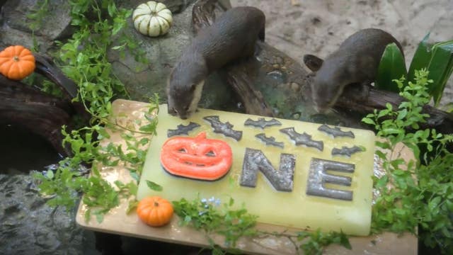 Discovery Cove otters 'Emmie' and 'Binx' celebrate Halloween-themed 1st birthday