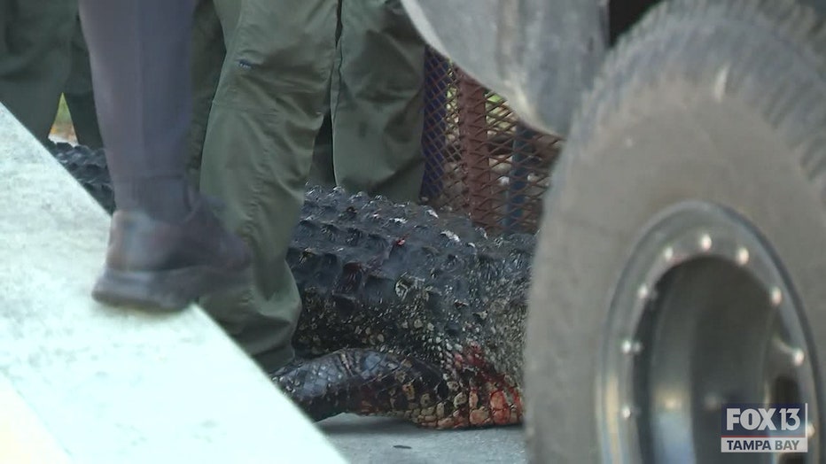 gator-trap.00_00_31_34.Still003.jpg