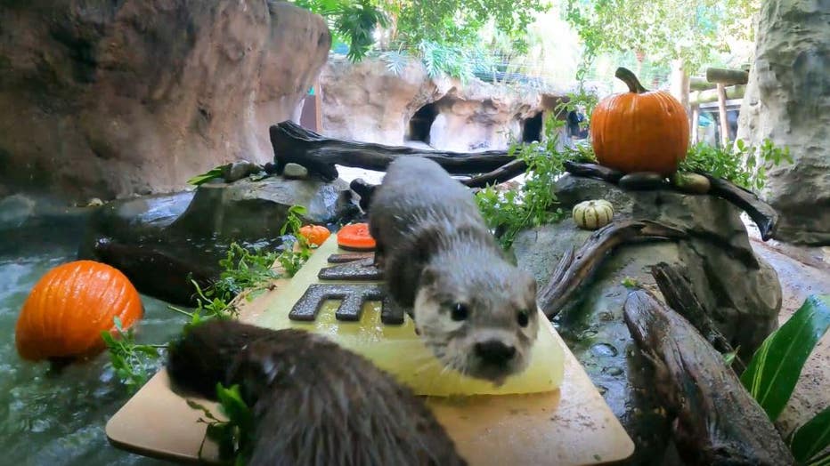 Discovery Cove otters 'Emmie' and 'Binx' celebrate Halloween-themed 1st ...