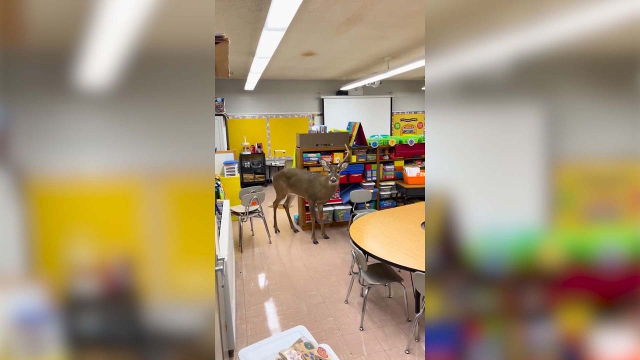 Oh, deer: School staff surprised by hooved intruder inside classroom - Vimarsana News