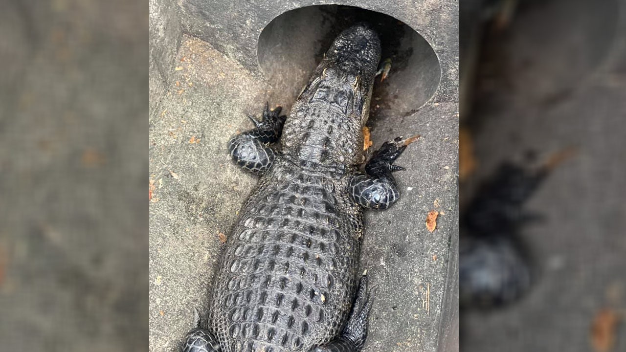 Toddler mistakes 6-foot alligator for turtle in sewer outside Florida  restaurant