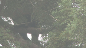 Bear in Petaluma tree comes down, wanders off