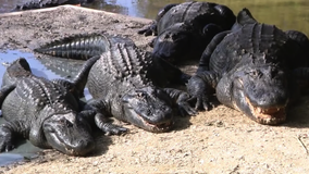 CrocFest at Gatorland: Florida park aims to help endangered crocodiles