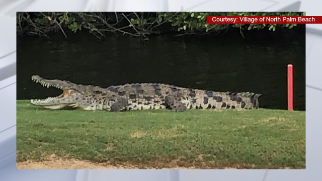 American crocodile takes up residence at Florida golf course