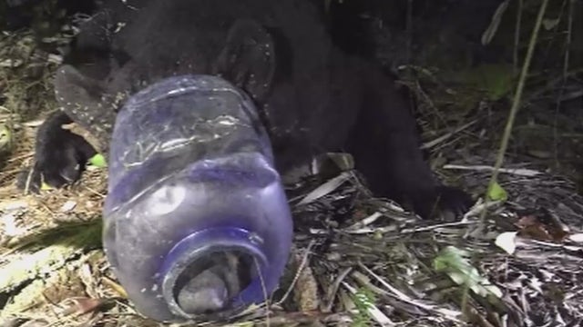 Neighbors sound alarm to save bear with plastic pet feeder stuck on its head