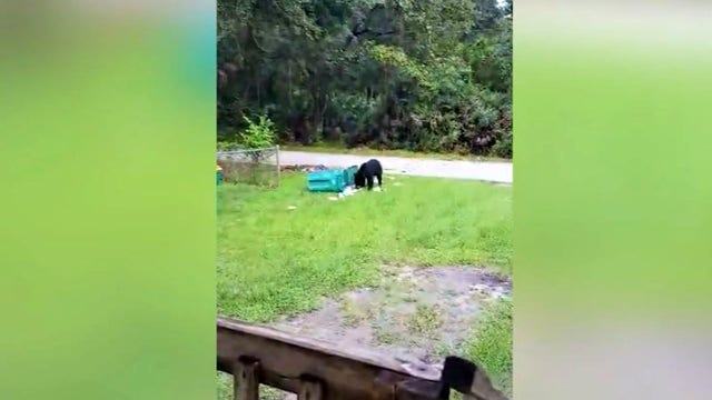 Brevard County community battling nuisance bears