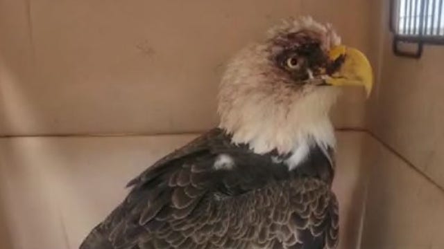 Central Florida elementary school students help save bald eagle