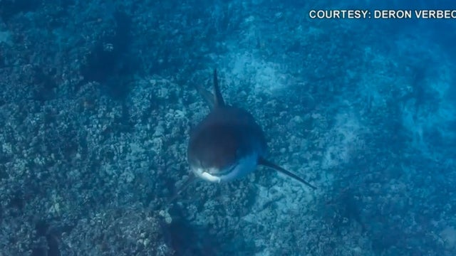 Diver comes face-to-face with great white shark in viral video