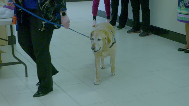 A party for Paco: Florida hospital service dog retires in style