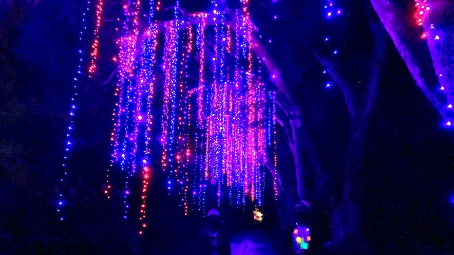 'Dazzling' walkthrough Christmas experience returns to Leu Gardens