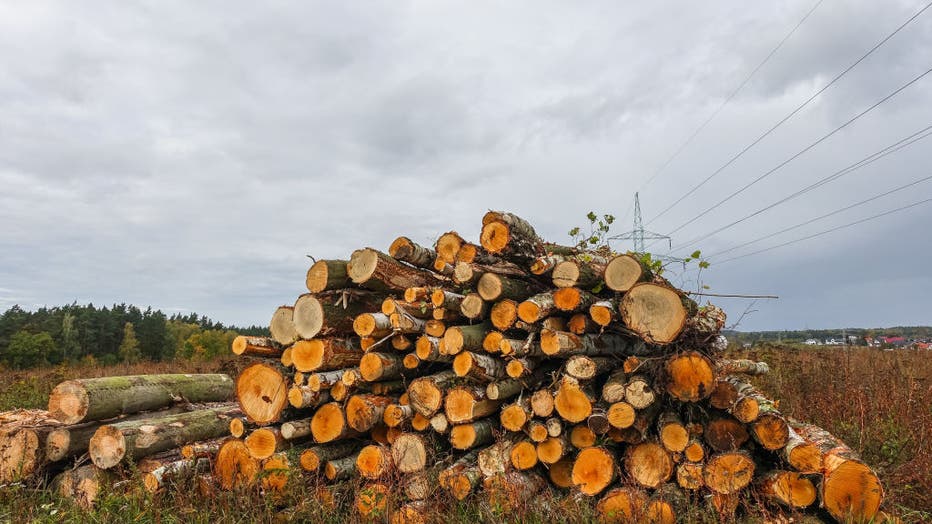 Deforestation In Kielpino, Poland