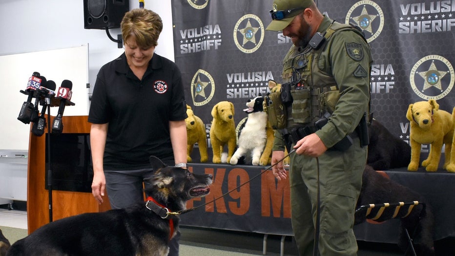 Florida K-9s Ax and Endo honored with Purple Hearts after gunshot 