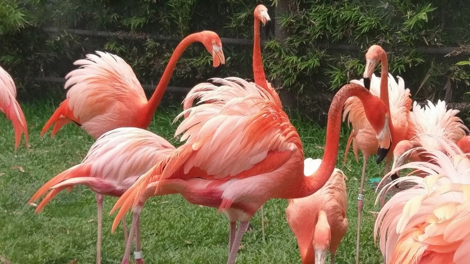flamingos wtvt
