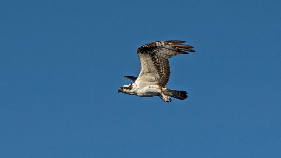 fwc-osprey.jpg