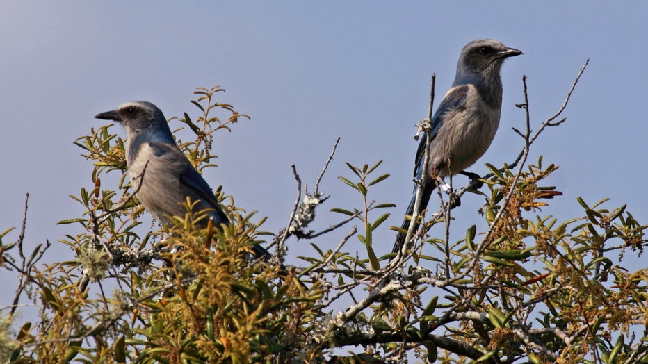 fwc-scrub-jay.jpg