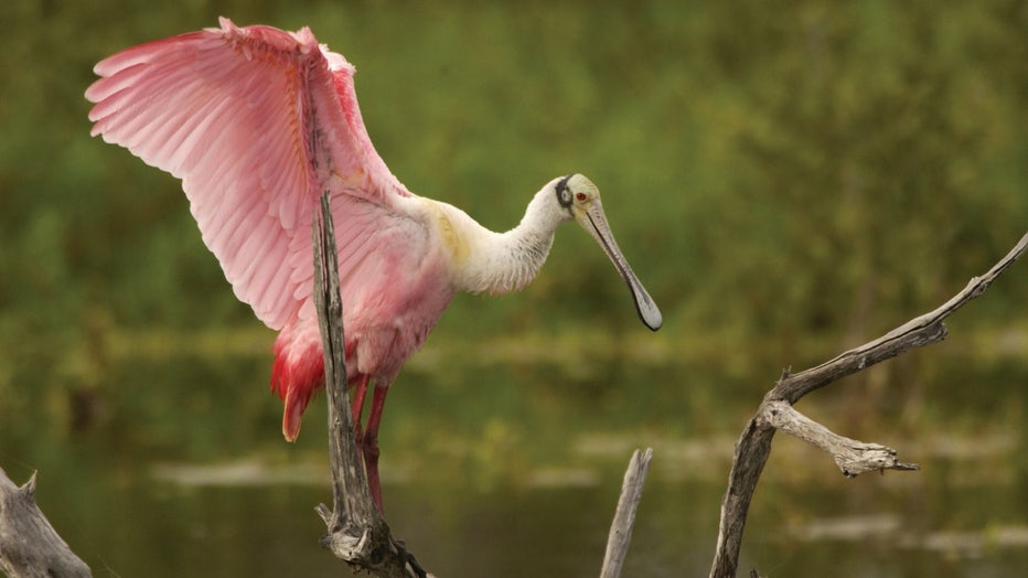 roseate-spoonbill-fwc.jpg