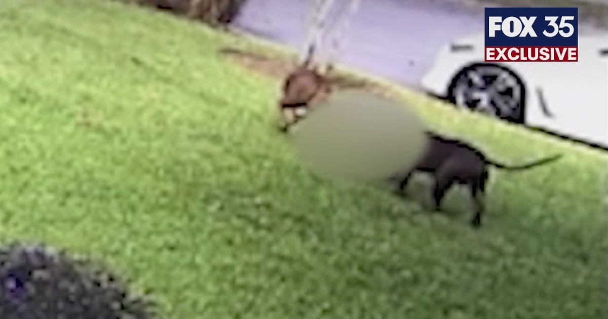 FOX 35 EXCLUSIVE: Dogs in Oviedo attack that killed cat euthanized ...