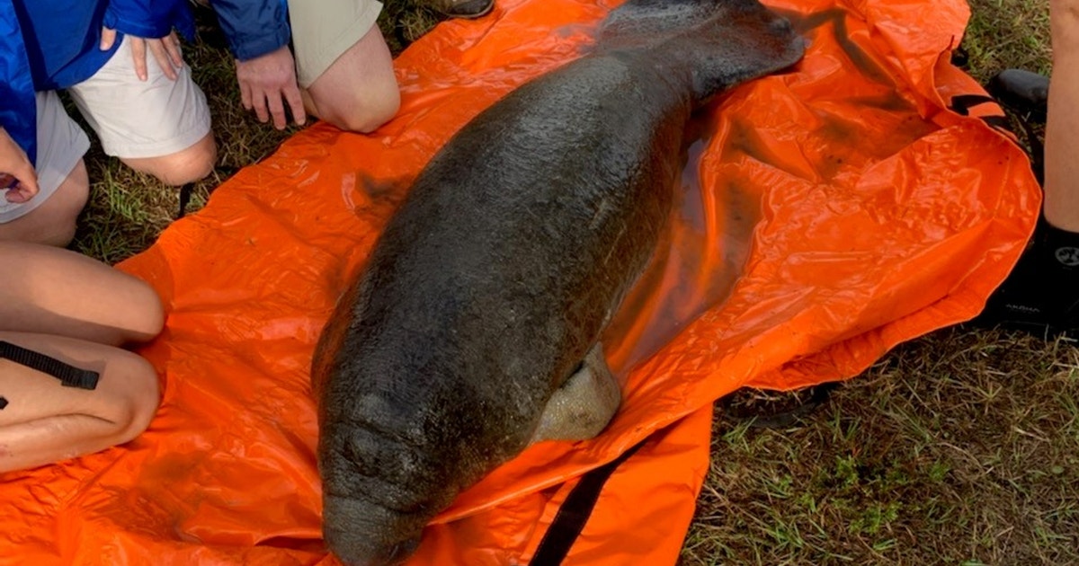 Manatee calf rescued in Cape Canaveral taken to SeaWorld Orlando | FOX ...