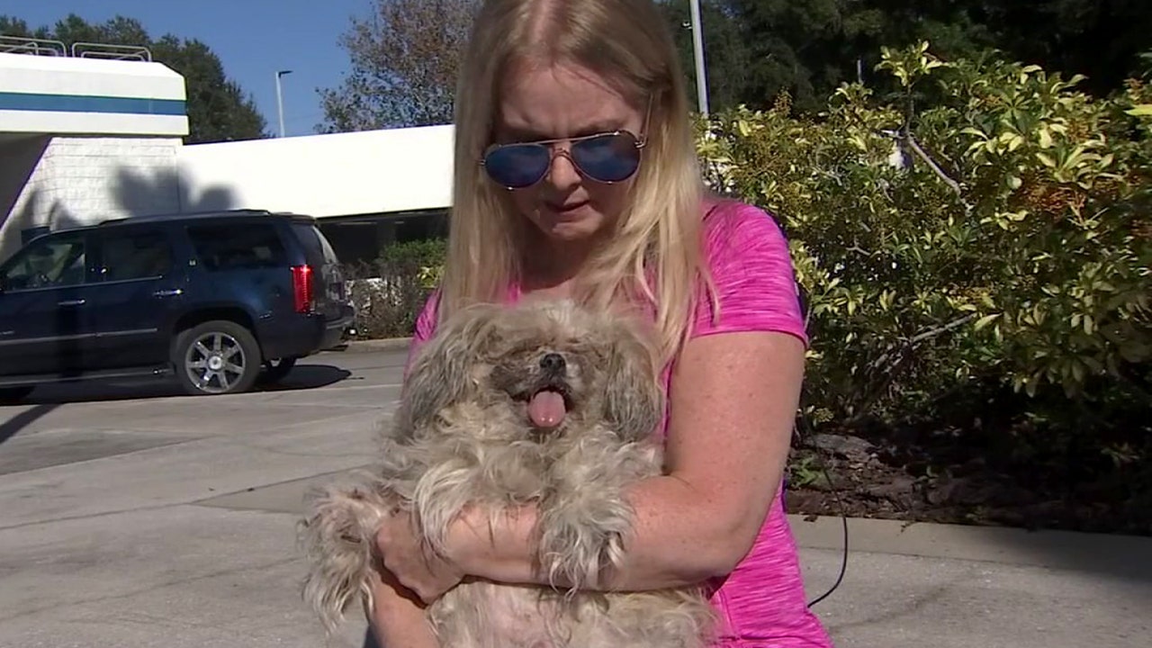 Dog abandoned at Tampa International Airport ticket counter; police consider charges - Vimarsana News