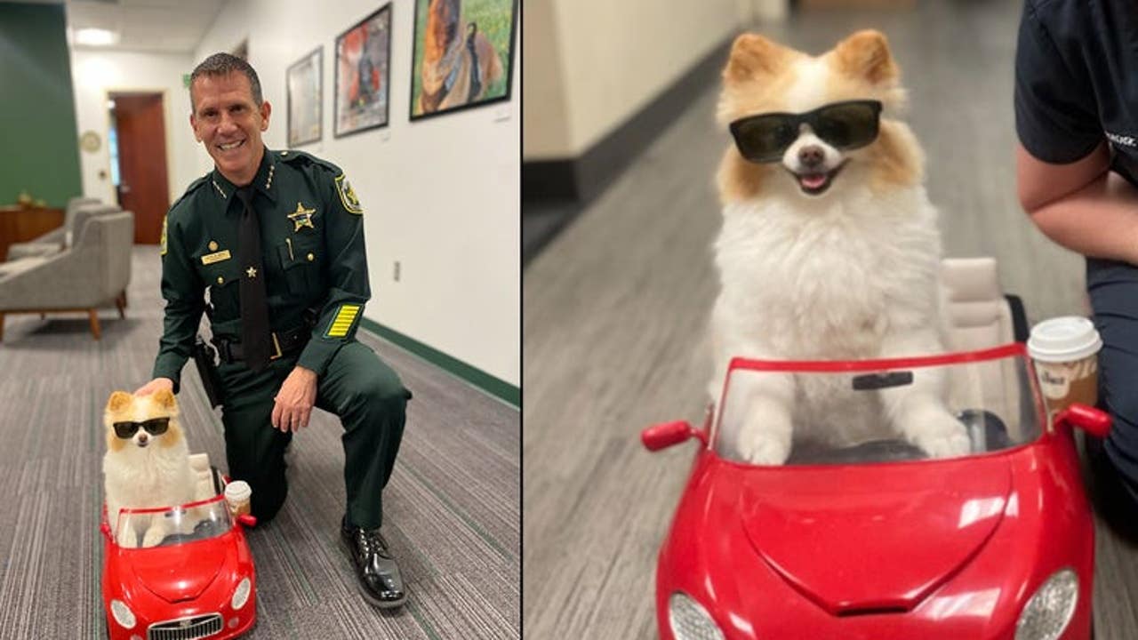 “Koda,” the therapy dog, is making first responders smile in central Florida