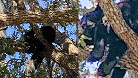 Mama bear and 2 cubs spotted in Sanford tree