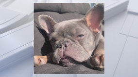 FOX 35 EXCLUSIVE: French bulldog stolen during Palm Bay robbery, police say