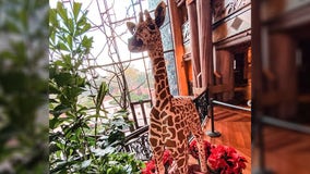 'Baby giraffe' in Disney World hotel lobby gives guests wild surprise