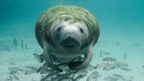 Record number of manatees gather at Blue Spring State Park to stay warm