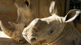 It's a girl! 3rd baby white rhino born at Disney’s Animal Kingdom in 13 months