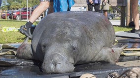 Volunteers rescue distressed manatee from Florida water, zoo says