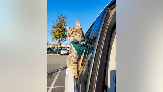 Tourists heartbroken after kitten stolen in San Francisco during smash-and-grab