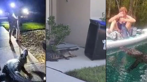 Gator roundup: Here are the biggest Florida alligator videos of 2021