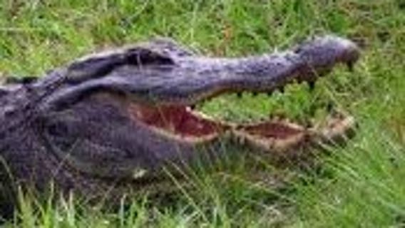 WATCH: Hunter spots massive 13-foot alligator roaming through woods