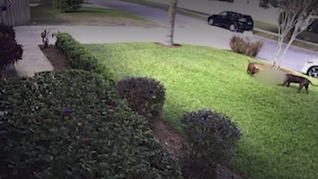 FOX 35 Exclusive: Pit bulls terrorizing Oviedo neighborhood kill cat, neighbors say