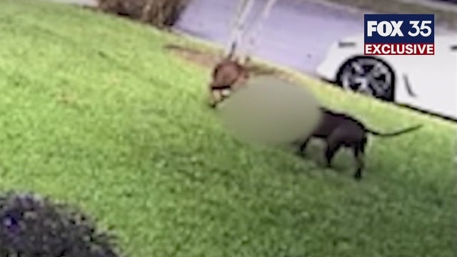 FOX 35 EXCLUSIVE: Dogs in Oviedo attack that killed cat euthanized