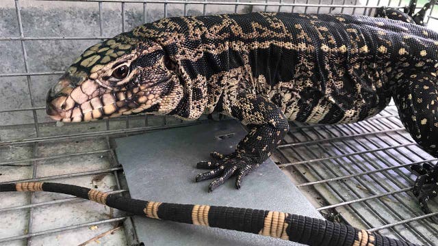 Invasive tegu lizards' growing population threatens Florida native species