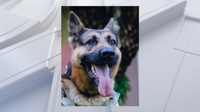 'End of Watch' for retired St. Cloud PD K9 Endo after battle with bone cancer