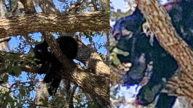 Mama bear and 2 cubs spotted in Sanford tree