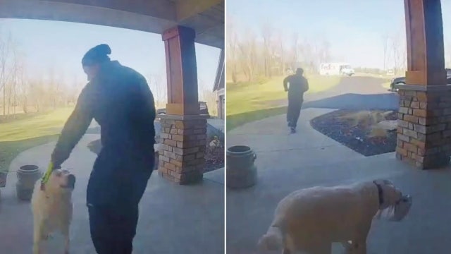 Playful dog returns package to delivery driver