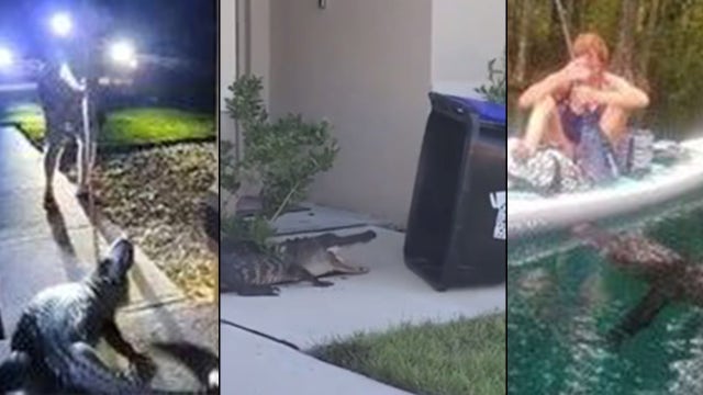 Gator roundup: Here are the biggest Florida alligator videos of 2021