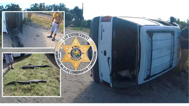 Florida officer finds 2 alligators hanging from SUV's rear view window after crash