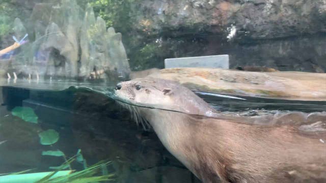 New river otter, named 'Huron,' moves into Florida Aquarium