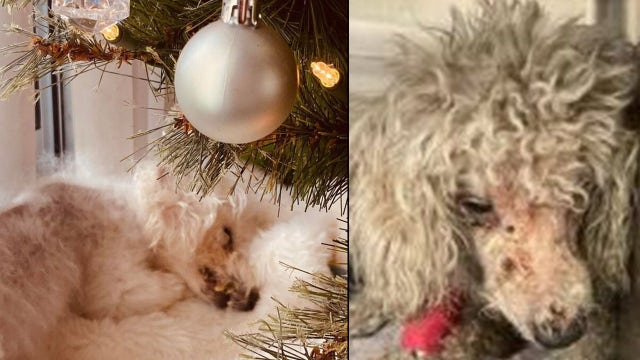 Petal the poodle celebrates 1st Christmas with new family after surviving abuse